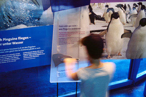 ausstellung zoo pinguin